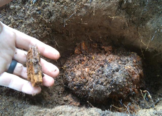Excavated remains of a wooden mineral-survey corner beside a hand holding a piece of wood.