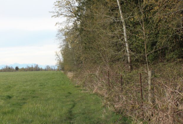 Rusty wire fence and weathered posts partly overgrown with brambles between a green field and woodland.