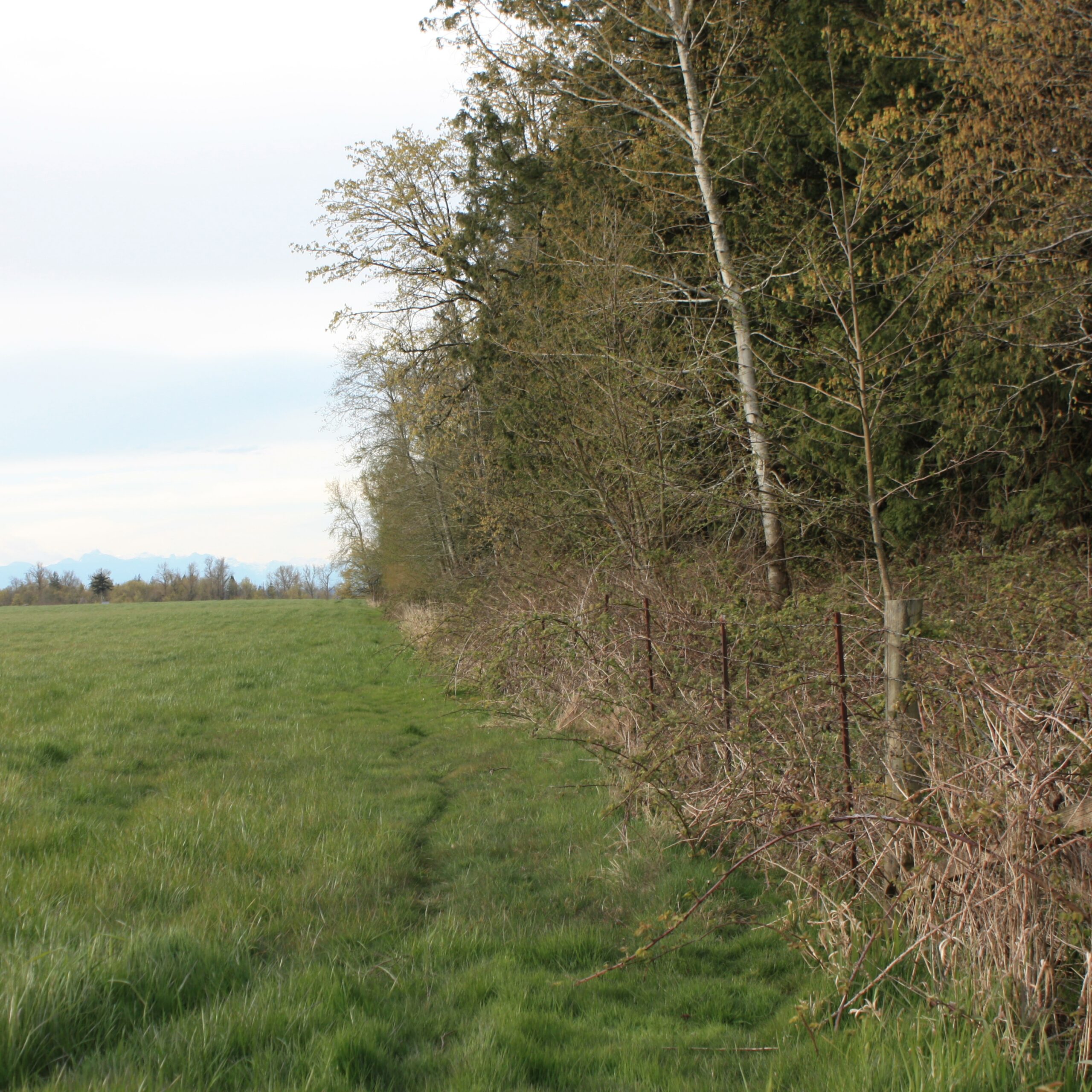 Rusty wire fence and weathered posts partly overgrown with brambles between a green field and woodland.