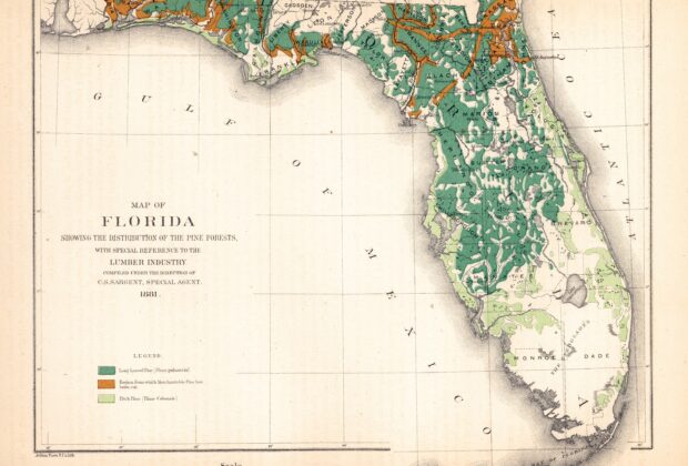 Historical thematic map of Florida showing the distribution of pine forests.